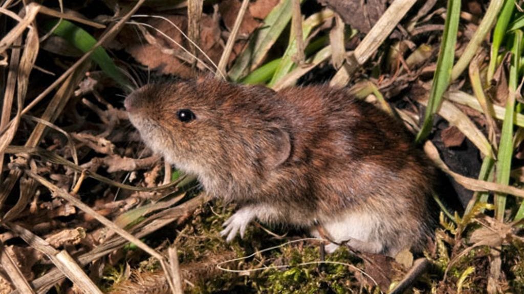 Myyräkuumetapausten määrä on sidoksissa myyrien määrään.