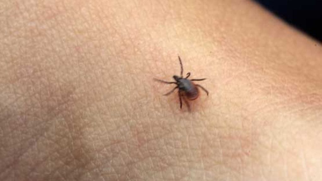 Puutiaisen elämä koostuu kolmesta vaiheesta.