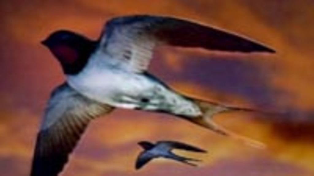 Pääskyjen muuttomatkat venyvät jopa 10 000 kilometriin