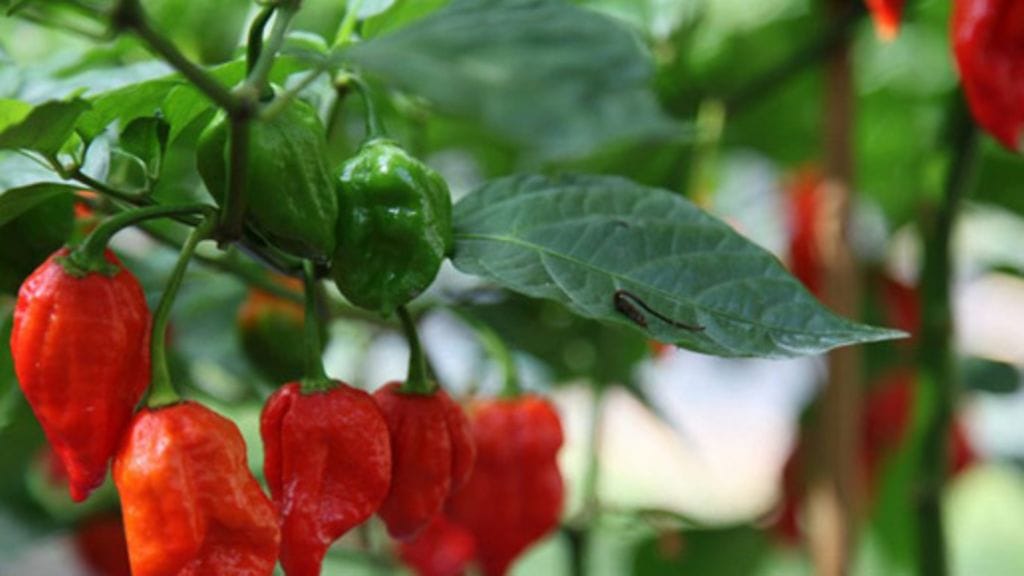 Trinidad Scorpion Butch T chili pääsi Guinnesin ennätysten kirjaan.