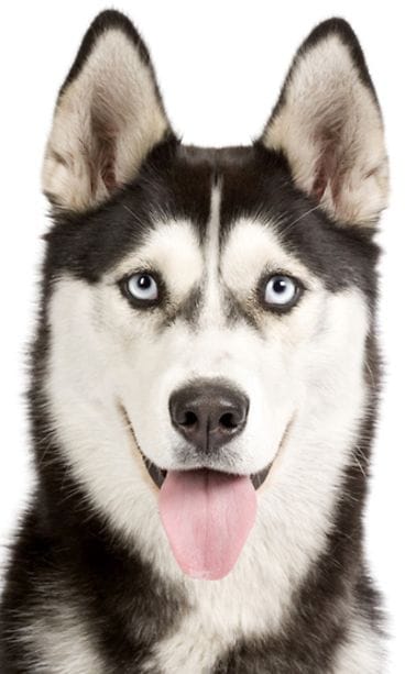 Siperianhusky.