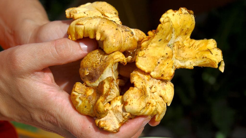 Kantarellit ovat suosittuja ruokasieniä. Kuvituskuva.