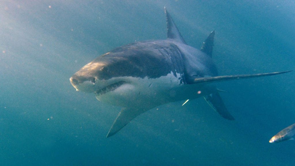 Valkohai tappoi simpukoita pyydästämässä olleen sukeltajan Tasmanian saaren lähettyvillä.