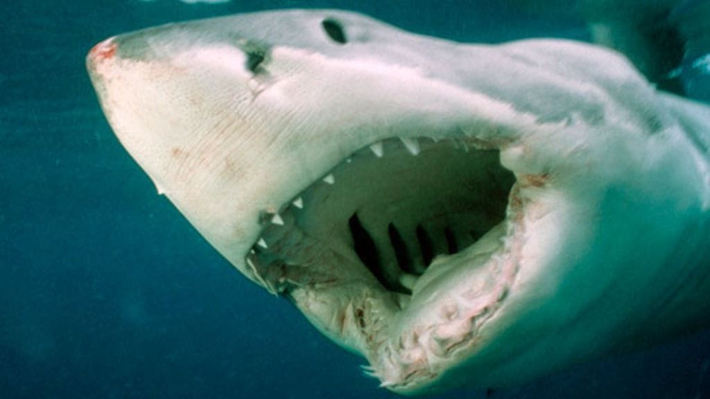 Kuvituskuvaa hain hyökkäyksestä