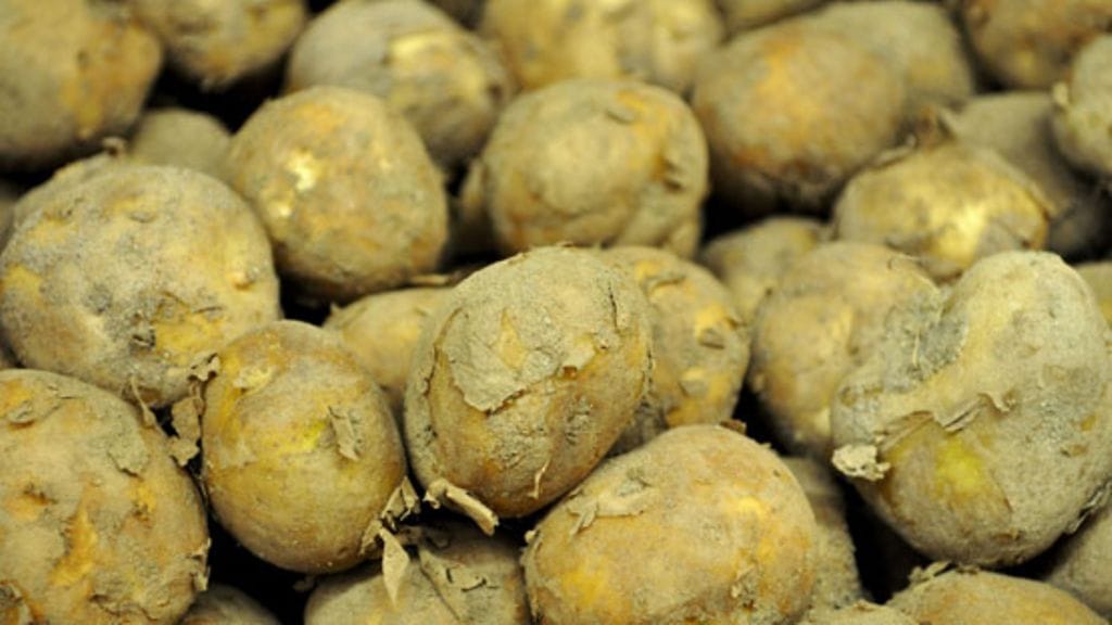 Koloradonkuoriaiset syövät aluksi perunan lehdet reikäisiksi. Massoittain esiintyessään toukat syövät lehdet lähes kokonaan. Kuvituskuvaa perunasta.