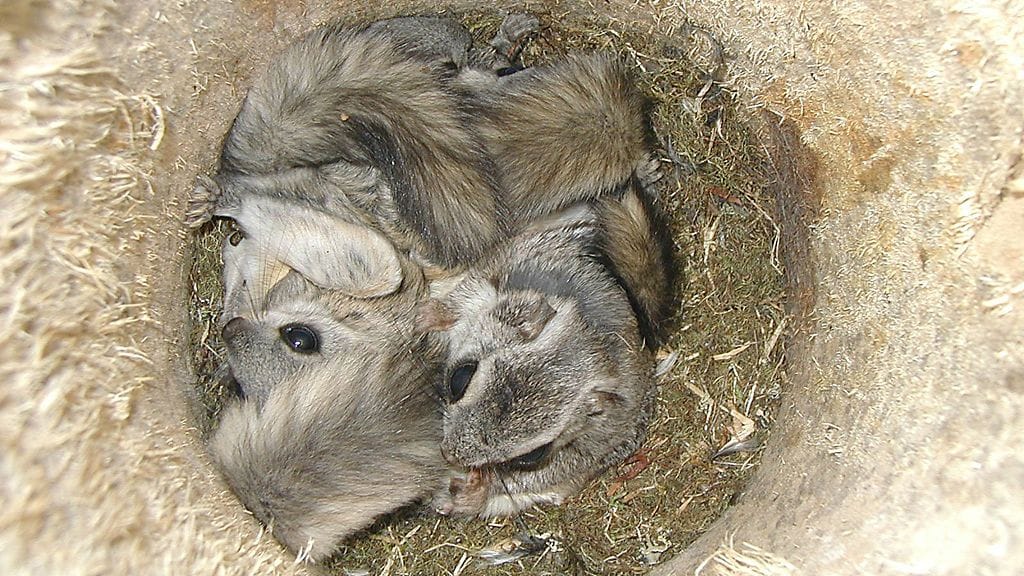 Arkistokuva. Liito-orava on EU:n tiukasti suojelema laji.