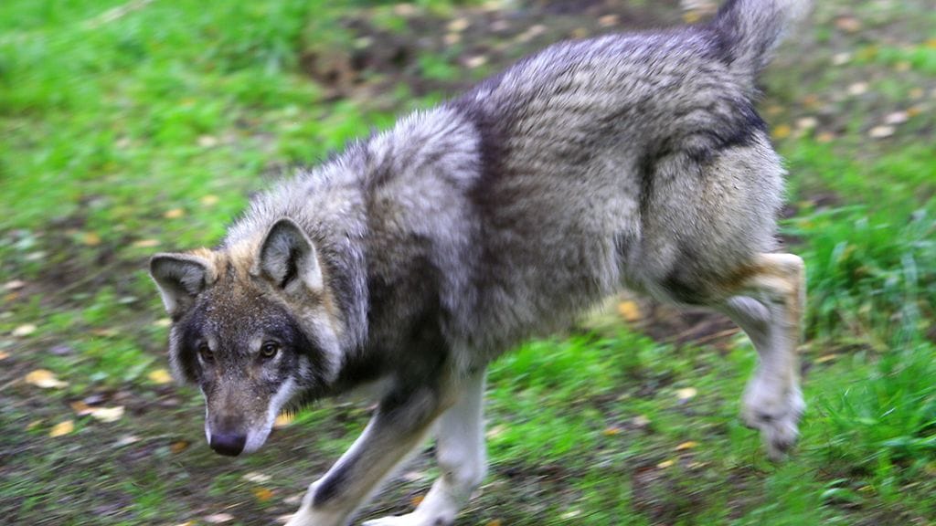 Poliisi ei kuitenkaan poissulje mahdollisuutta siitä, että alueella olisi tuolloin liikkunut susia. Kuvituskuva.
