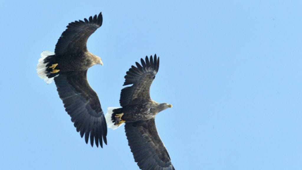Merikotka pesii Suomessa lähinnä rannikolla ja saaristoissa. Viime vuosina rauhoitettu laji on alkanut pesiä myös sisämaassa.