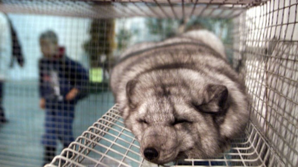 Sinikettu häkissään.