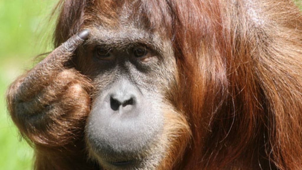 Oranki Berliinin eläintarhassa.