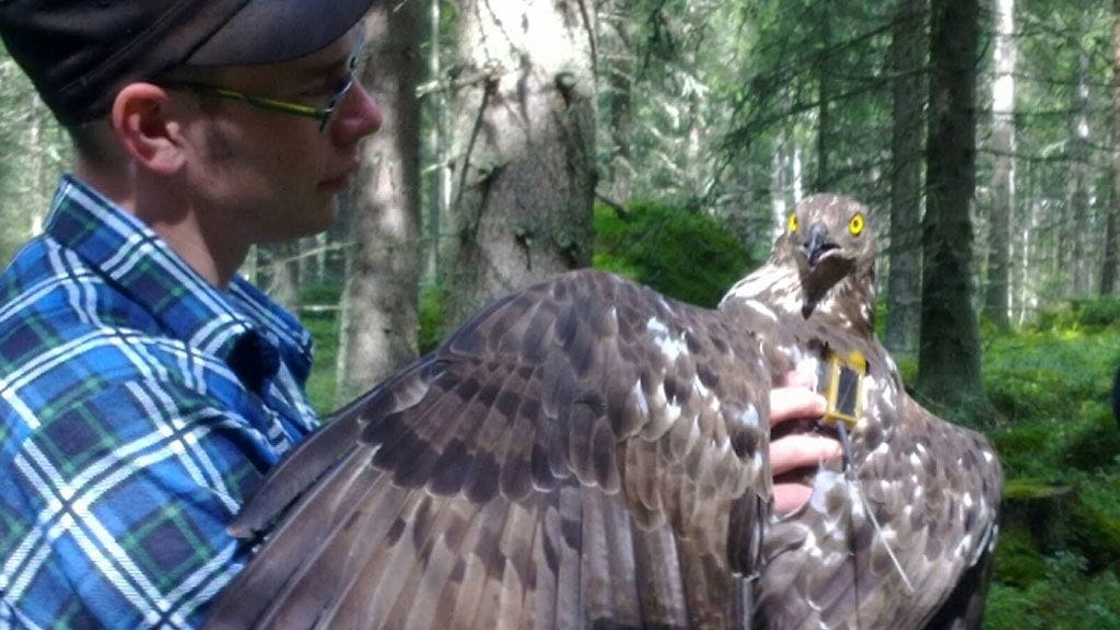 Päivi-haukan satelliittilähettimen uskottiin jo lakanneen toimimasta, mutta nyt se on taas lähettänyt paikannustietoja.