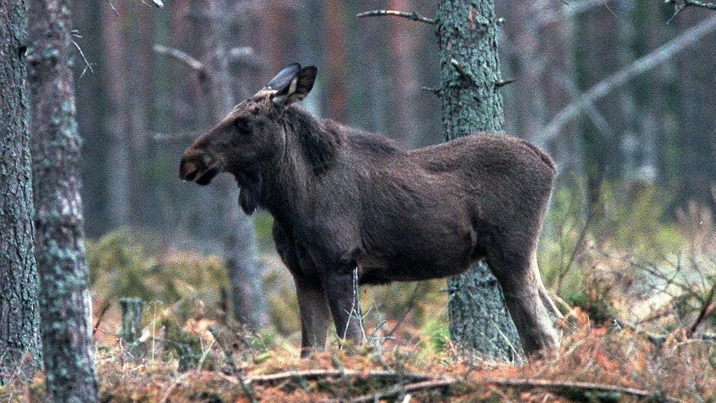 Valtio korvaa hirvien tekemistä tuhoista metsänomistajille yhteensä 460000 euroa, mikä on vain noin puolet edellisvuoden summasta.