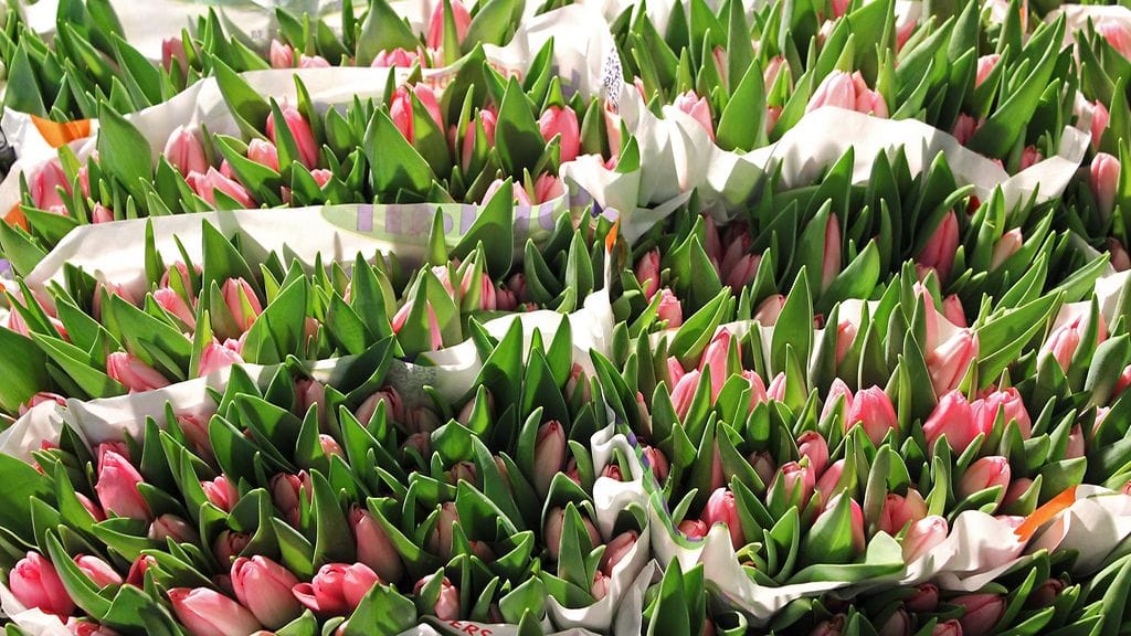 Suosituimpia ystävänpäivän kukkia ovat kotimaiset tulppaanit ja esikot.