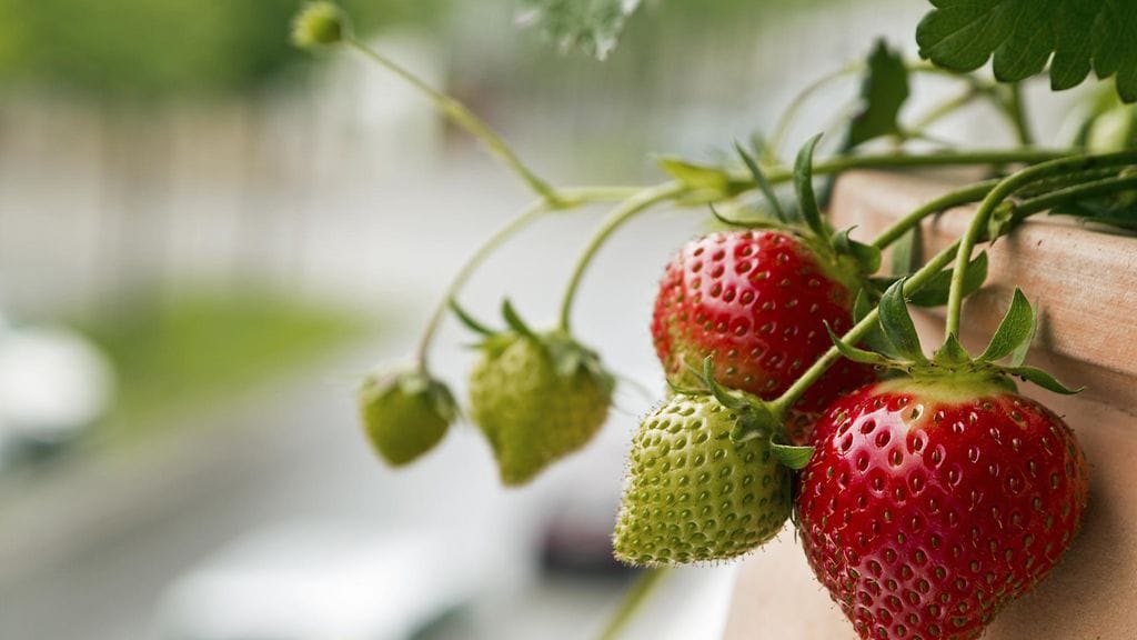 Syövätkö linnut punaiset marjat? Kokeilepa valkoisia!