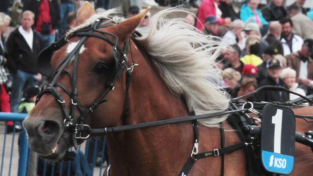 Muun muassa Virijori nähdään Kajaanin Toto65-kierroksella.