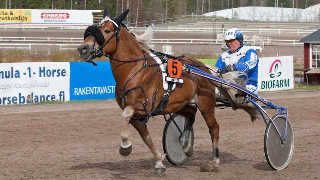 Vieskerin Valon kanssa menestystä niittänyt Pertti Niveri tuo Kouvolassa näytille lämminveriosaamistaan päätöskohteen Ghost Boyn kanssa.