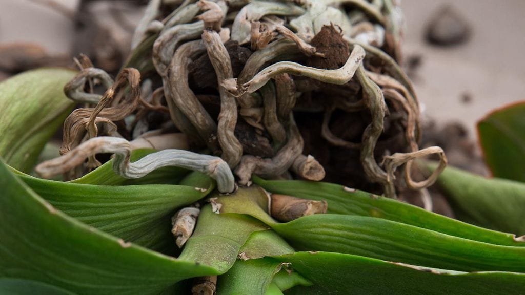 Orkidea kastellaan, kun juuret ovat harmaat. Vettä se on saanut tarpeeksi, kun juuret muuttuvat vihreiksi.