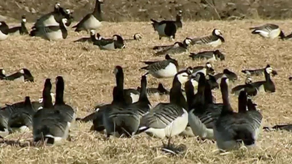 Viikin tutkimus- ja koetilan koepelolla ei saa ampua hanhia jatkossakaan. Arkistokuva.