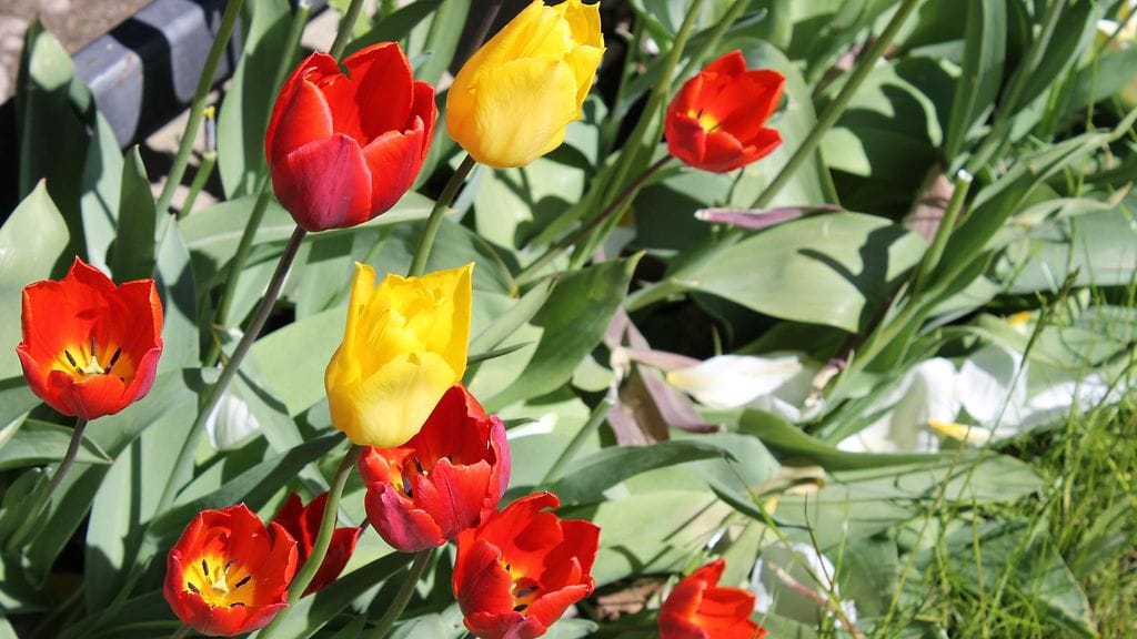 Varmista kevään kukkaloisto!