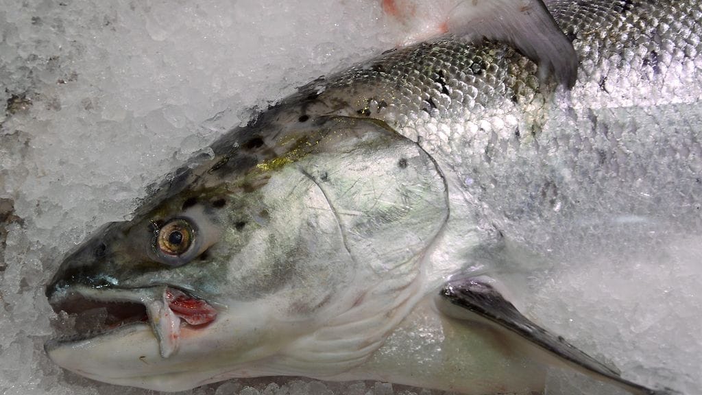 Kuvituskuvassa lohikala.