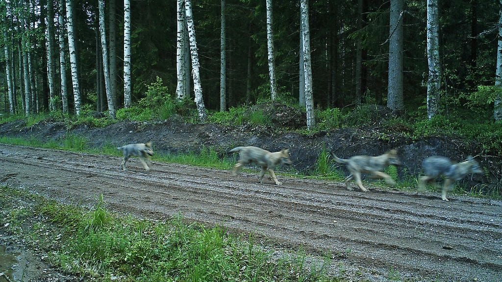 Riistakameran nappaamassa kuvassa kirmaa tiettävästi Suomen eteläisin susipentue. Pentujen epäillään olevan alueella reilun vuoden elelleen parin jälkeläisiä.