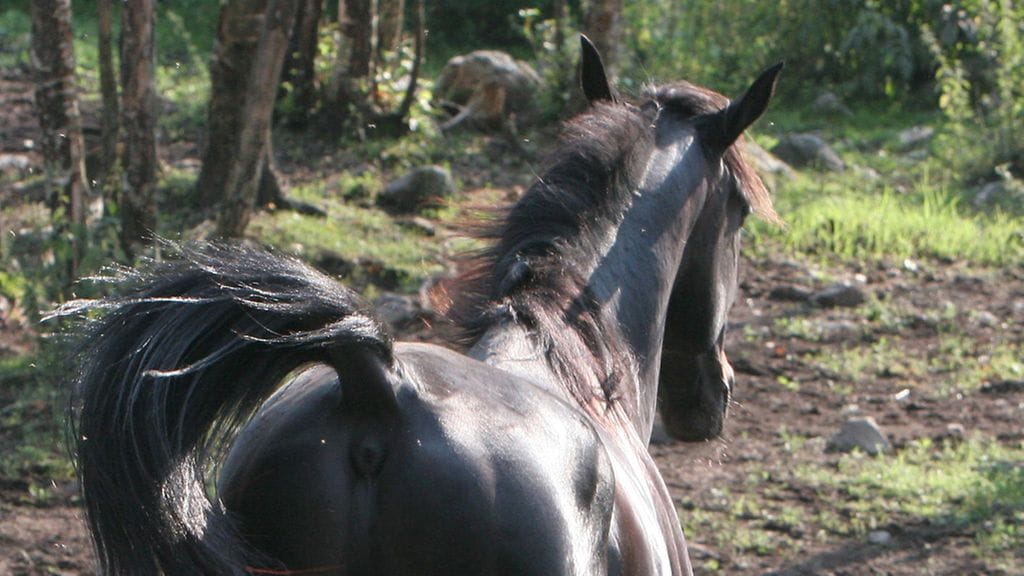Musta ori Ellhill's Lofty voitti tänään Turussa. Kuvituskuva.
