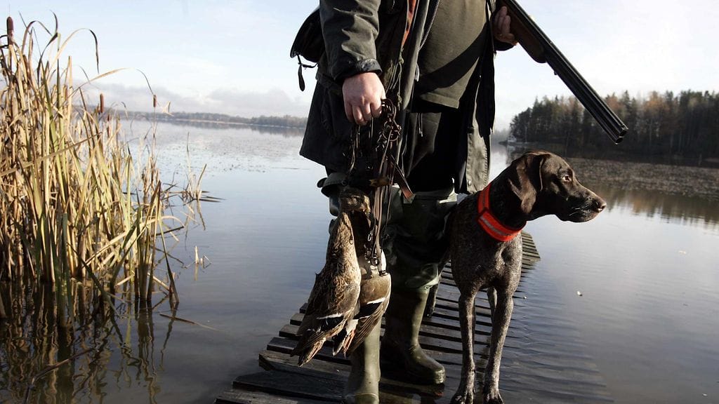 Vesilintujen metsästys alkaa tänään puoliltapäivin.