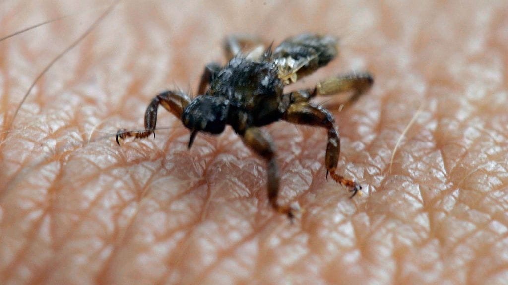 Hirvikärpänen on rotevahko, 5–7 millimetriä pitkä kaksisiipinen hyönteinen.