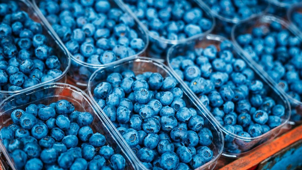 Metsät ovat heinäkuussa pullollaan mustikoita.