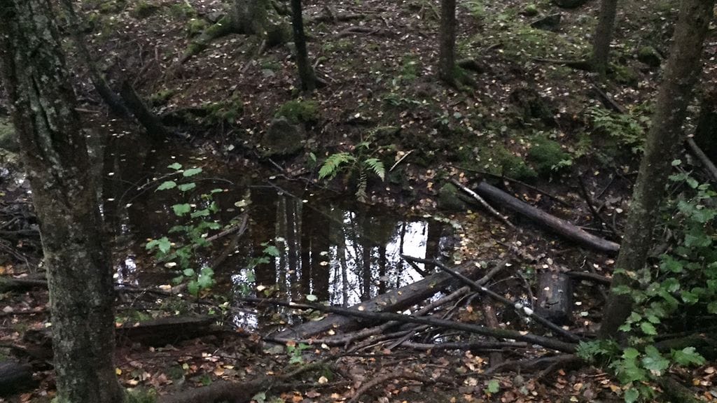 Kolmea miestä syytetään neljännen miehen törkeästä raiskauksesta Espoon Nuuksiossa viime huhtikuussa. Yleiskuvaa Nuuksiosta.