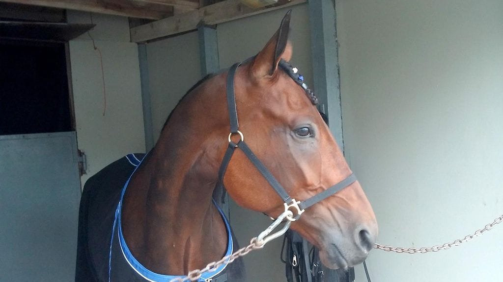 Callela Kingswin tähyilee paluuta voittojen tielle Jyväskylän Toto4-kierroksella.