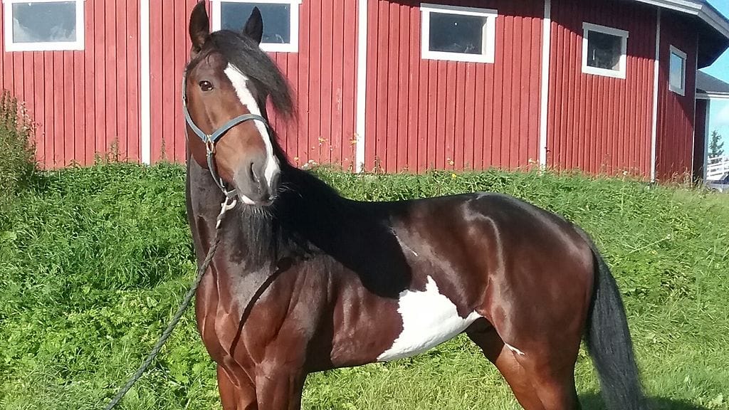 Prayer`s Hope ravaa tänään Jyväskylän Toto4-kierroksen avauskohteessa.