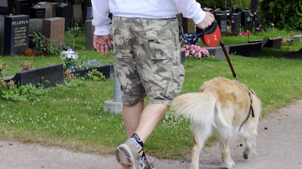 "Ongelma ei ole se, jos haudalla käyvällä omaisella on mukanaan koira. Ongelma on se, että on ihmisiä, jotka kuvittelevat, että hautausmaa on koirien ulkoiluttamisalue", ylipuutarhuri sanoo. Kuvituskuva.