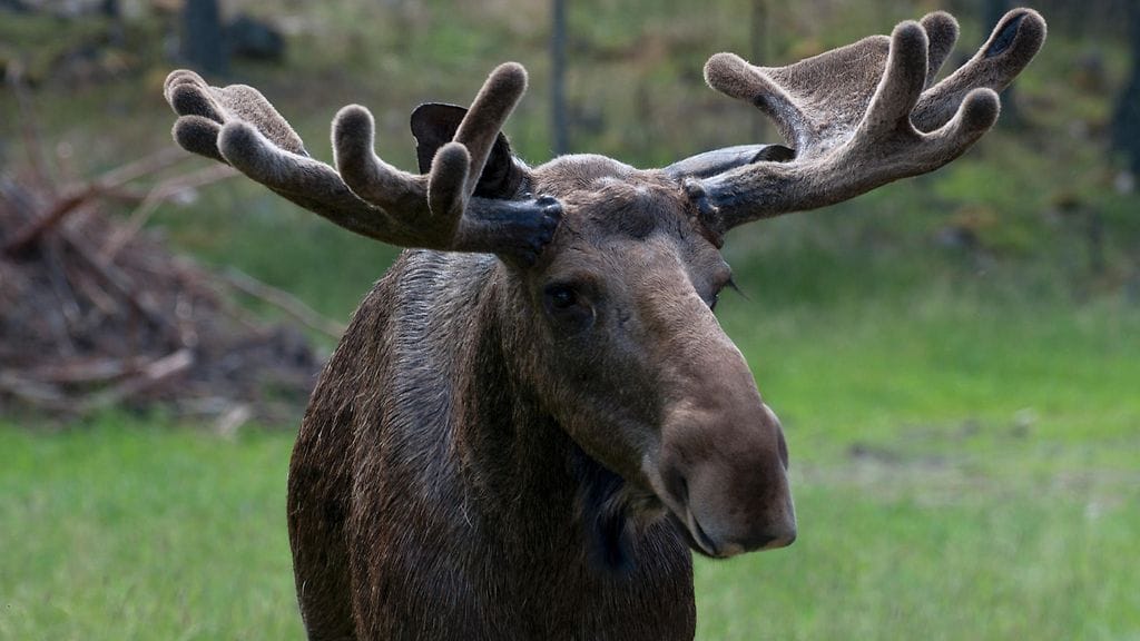 Kuopiossa etsitään tällä hetkellä loukkaantunutta hirveä. Kuvituskuva.