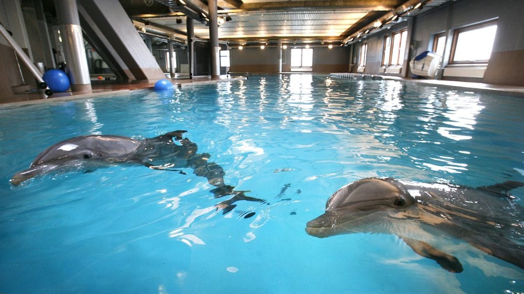 Näsi ja Eevertti Särkänniemen delfinaariossa 2008.