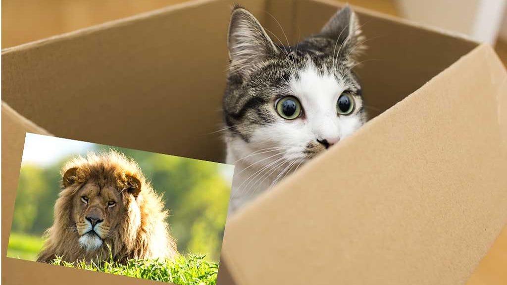Pahvilaatikot näyttävät viehättävän nin pieniä kuin isompiakin kissoja.
