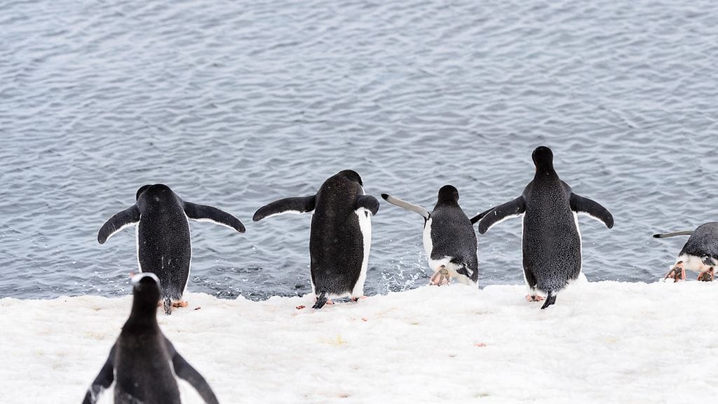Pitkäksi venynyt ruoanhakumatka koitui pingviinien kohtaloksi Antarktiksella. Kuvituskuva.