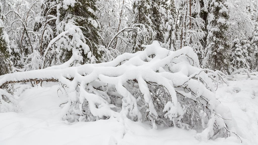Kuva ei liity uutiseen. Lunta Pelkosenniemellä 11. marraskuuta 2015. Kuva: Anne Talvensaari.
