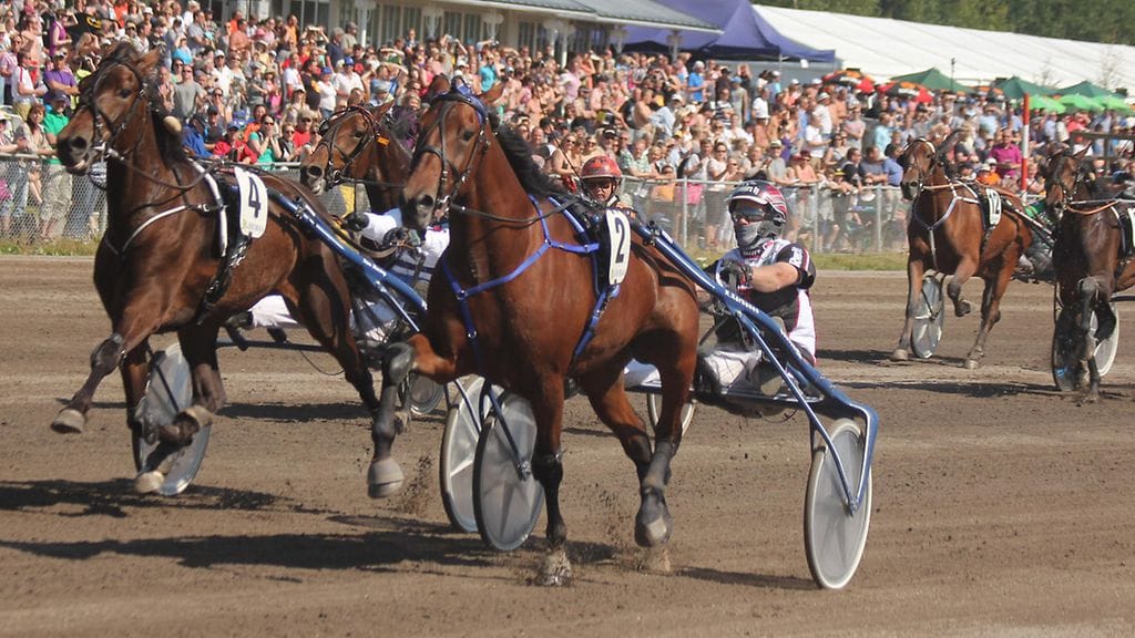 Callela Ladyboss on Mika Forssille tuttu menestyshevonen Heikki Korhosen tallista.