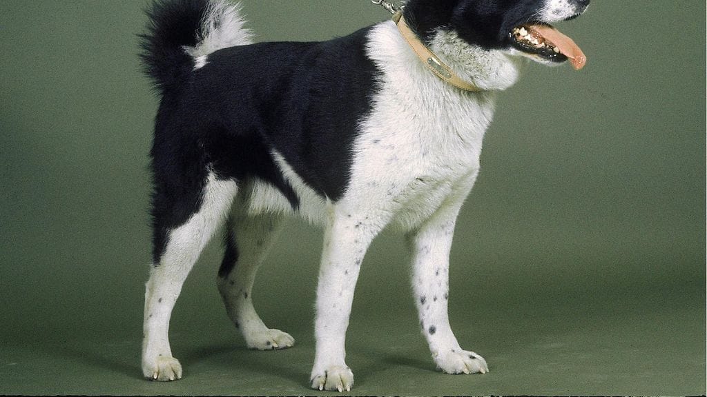 Kuvan karjalankarhukoira ei liity tapaukseen.