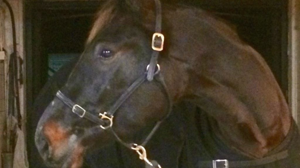 Turun Toto5-lähetyksessä klo 19.10 alkaen MTV Max -kanavalla näemme nappaako Dreamy Chip toisen peräkkäisen voittonsa kierroksen avauskohteessa.