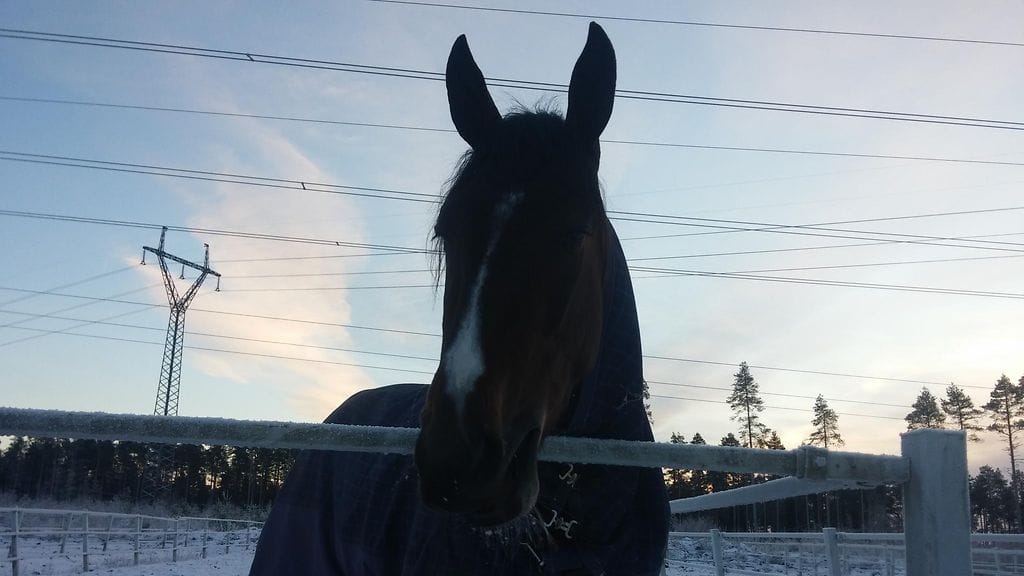 The One And Only (arkistokuva).