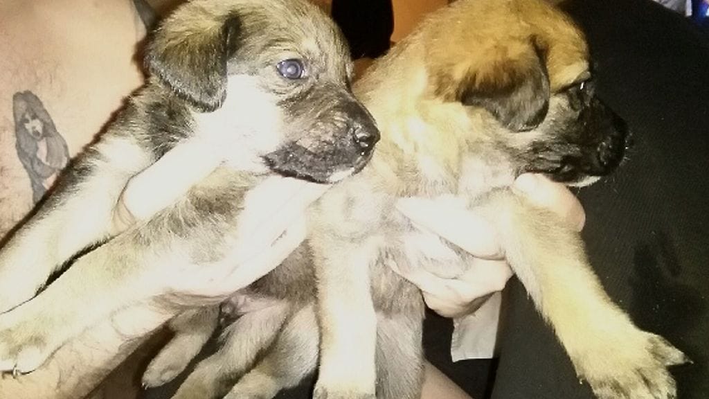 Myös kaksi kadoksiin jäänyttä pentua ovat palautuneet katraaseen.