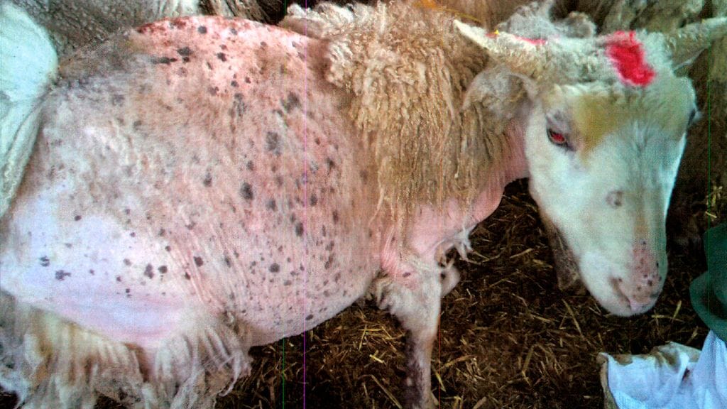 Lampaita oli kohdeltu kaltoin lohjalaisella tilalla.