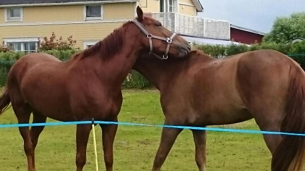 Villihuuma nauttii kuvassa etualalla elämästä kotilaitumella.