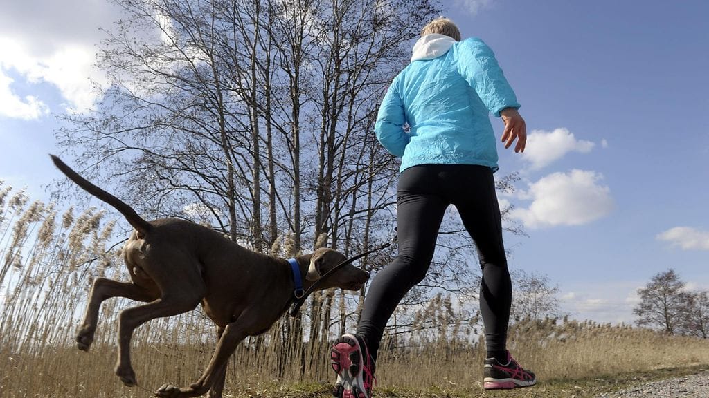 Marjo Nukari lenkkeili weimarinseisoja Maxin kanssa Tuusulan Paijalan kylässä aurinkoisessa säässä pitkäperjantaina 18. huhtikuuta 2014. LEHTIKUVA.