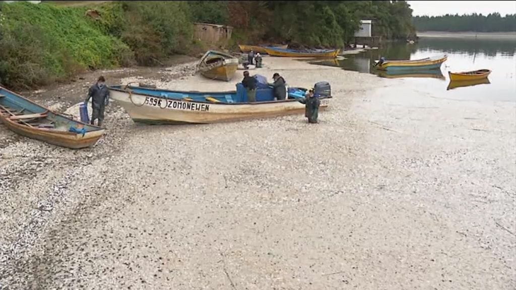 Myrkkyleviin kuolleet sardiinit täyttivät kokonaisen rannan Etelä-Chilessä.