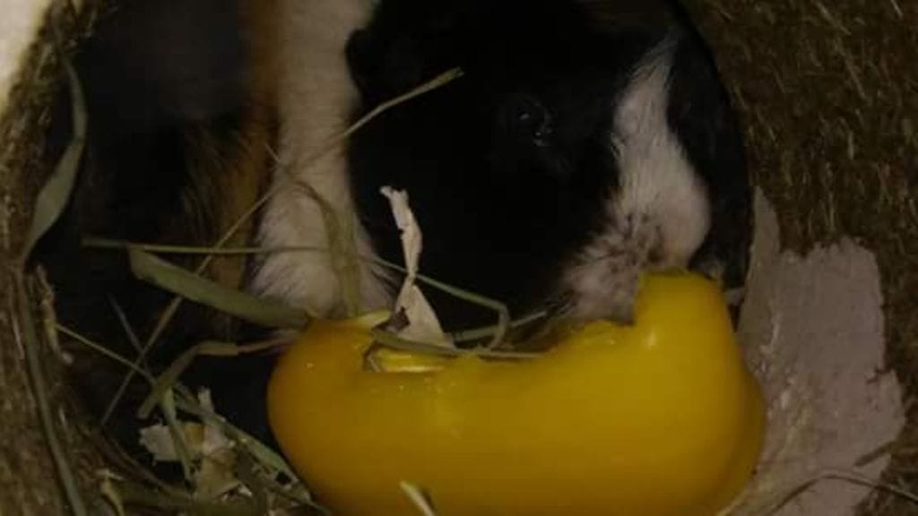 Lemmikkimarsu varastettiin vainajana