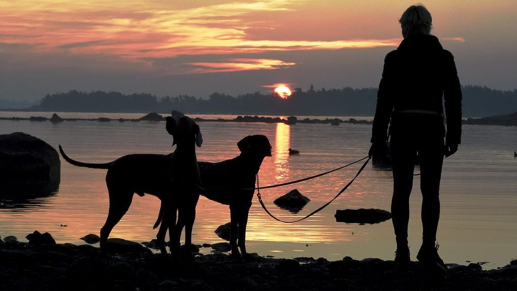 Nainen ulkoilutti koiria Helsingin Lauttasaaressa auringonnousun aikaan.