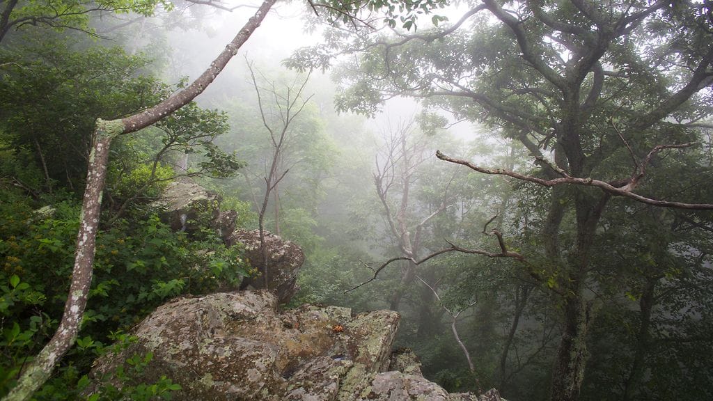 Largay oli sopinut miehensä kanssa, että tämä tulisi hakemaat hänet vaelluksen jälkeen. Kuvassa luontoa Appalakeilla.